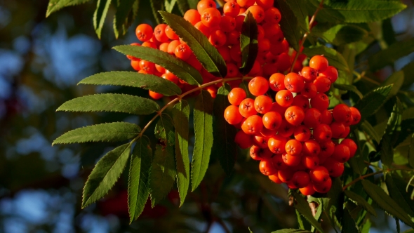Rowan Berries, Mountain Ash Tree With Ripe Berry