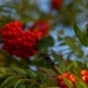 Rowan Berries, Mountain Ash Tree With Ripe Berry - VideoHive Item for Sale