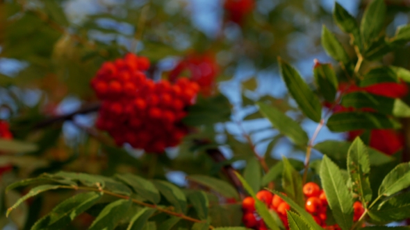 Rowan Berries, Mountain Ash Tree With Ripe Berry