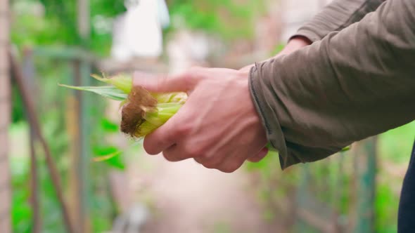 Hands Peeling a Corn Head Closeup on a Blurred Background