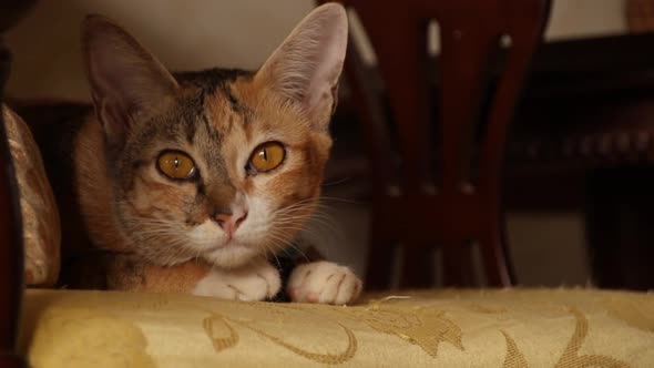 A fat calico cat trying to sleep on top of a cushion seat