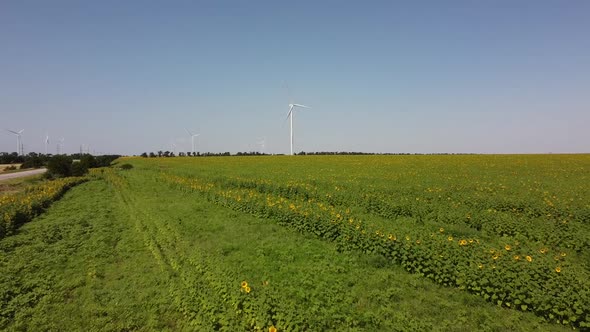 Sunflower field. Windmill.