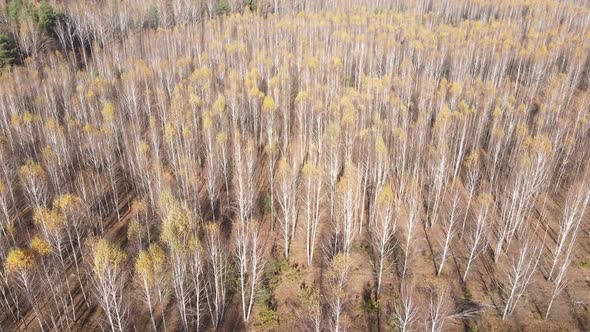 Forest with Trees in the Fall