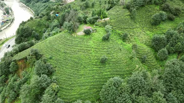 Tea plantation waiting to be harvested, Rize province in Turkey