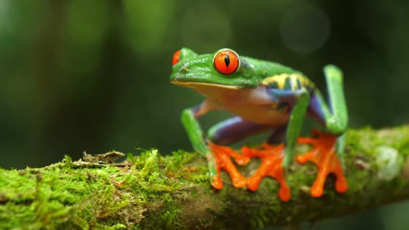 Red-eyed Tree Frog in its Natural Habitat in the Caribbean Rainforest