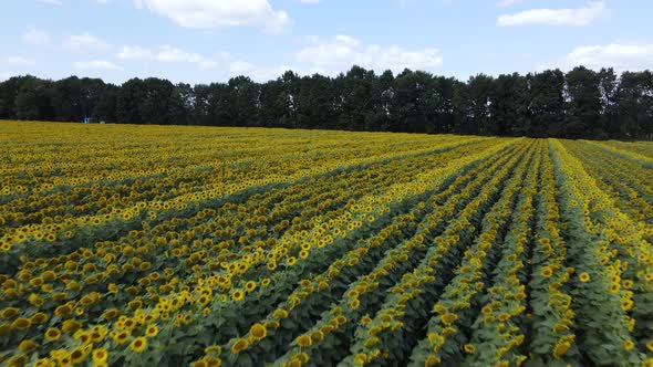 Aerial View of a Field with Sunflowers