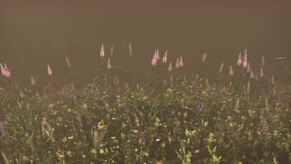 Wild Field Flowers in Deep Fog