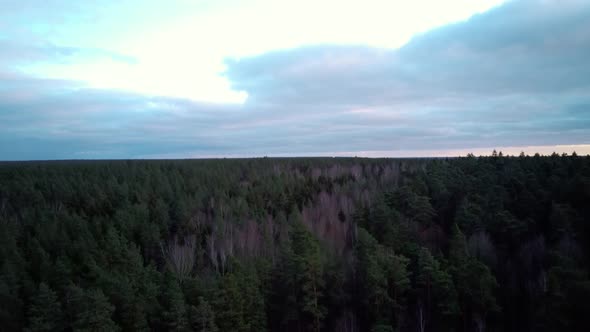 Sunrise Aerial View of Wooden Observation Tower in the Forest in Tervete Nature Park in Latvia. 4K