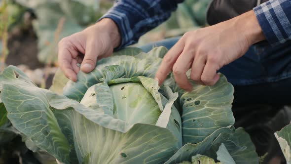 Male Farmer Examines Cabbage in the Field