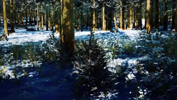 Snow Covered Conifer Forest at Sunny Day