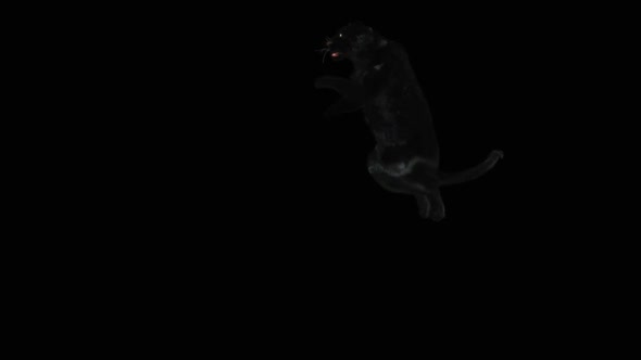 71 Panther Jumping Down HD