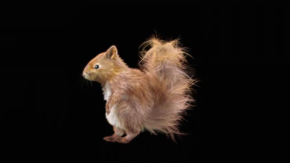 81 Squirrel House Dancing HD