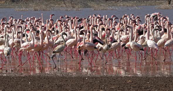 Lesser Flamingo, phoenicopterus minor, Colony at Bogoria Lake in Kenya, Real Time 4K