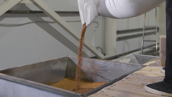 At The Factory For Sorting And Packaging Of Cereals And Grains. Worker Pours Into a Special Tank