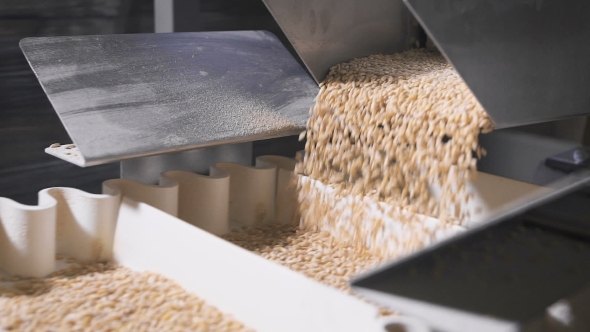 Barley Grits Crumbles Into Equal Shares In a Modern Automatic Machine.