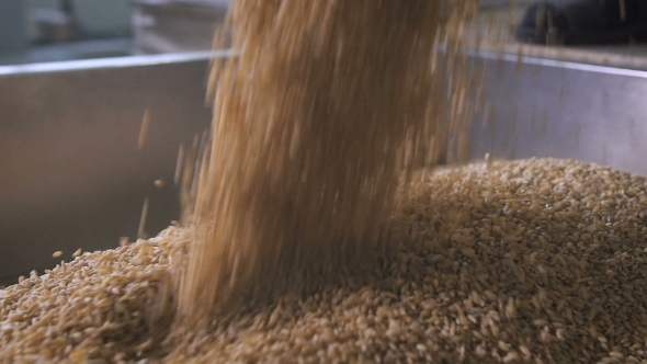 At The Factory For Sorting And Packaging Of Cereals And Grains. Worker Pours Into a Special Tank