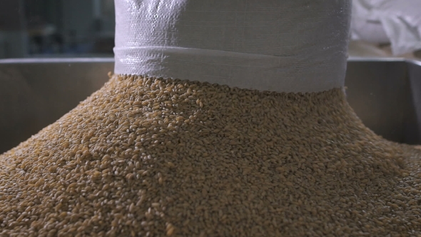 At The Factory For Sorting And Packaging Of Cereals And Grains. Worker Pours Into a Special Tank