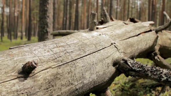 Old Fallen Tree in a Pine Forest