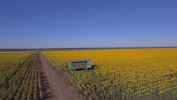 Beehives In A Sunflower Field Aerial Landscacpe