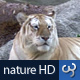 Nature HD | Tiger - VideoHive Item for Sale