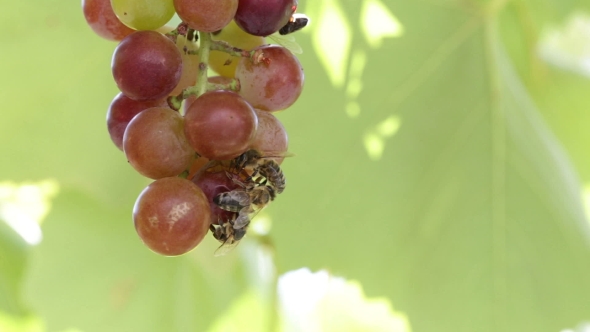 Bees Are Eating The Grapes.
