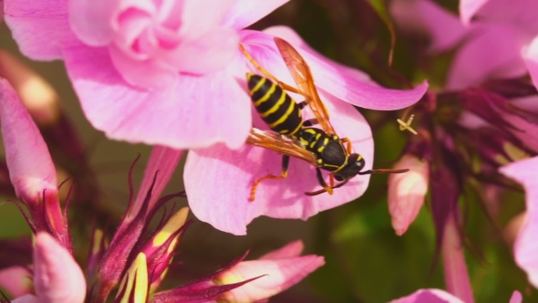 Wasp On Pink Phlox Flowers