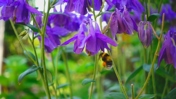 Bumblebee On Aquilegia Flower