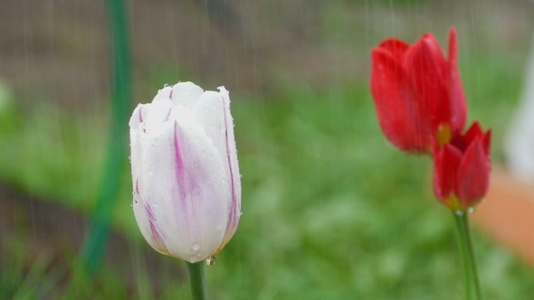 Purple Tulip Flower Under Rain