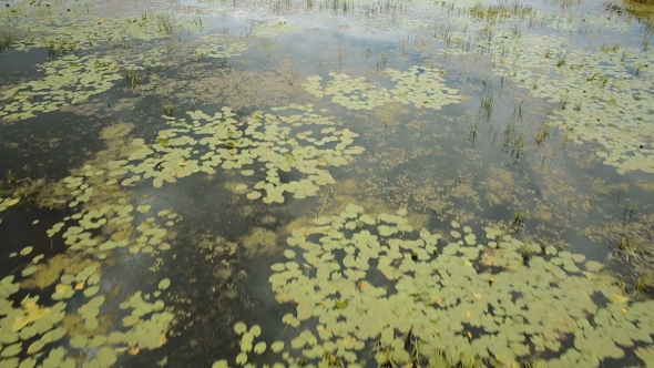 Thickets On The River, Yellow Water Lilies, Aerial View