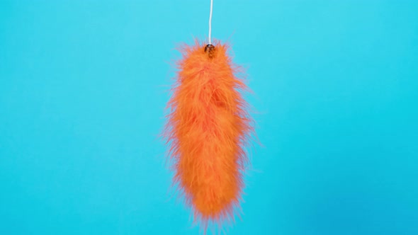 Cat Toy Made of Feather on Blue Background