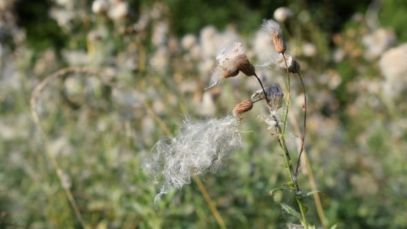 Beautiful Dry Common Sowthistle Flower With Fluff Swaying In Wind