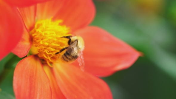 Bumblebee on Dahlia Flower