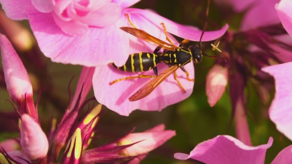 Wasp On Pink Phlox Flowers