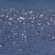 Water Glistens In The Sun - VideoHive Item for Sale