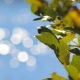 Leaves of the Tree on a Background Bokeh - VideoHive Item for Sale