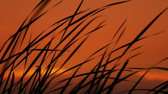 Reeds On Sunset Landscape