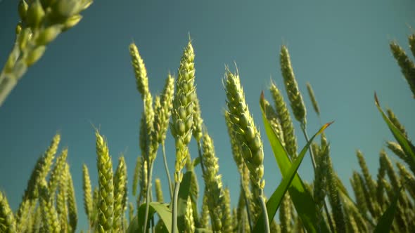 Wheat Field Ears of Wheat Swaying From the Gentle Wind