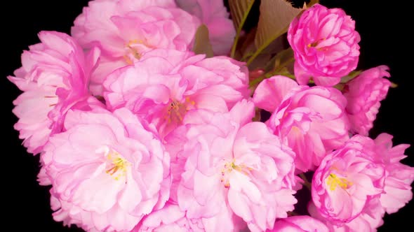 Time Lapse of Beautiful Opening Pink Sakura Flowers Bunch