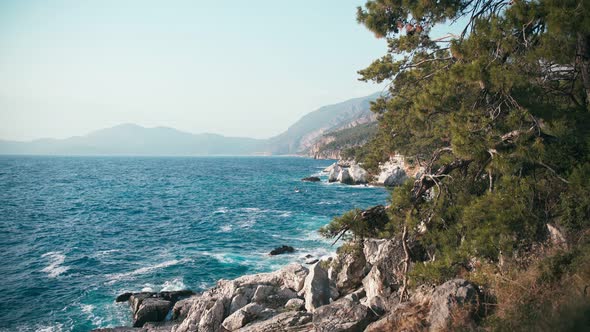 View of the Wavy Clear Blue Sea and Rocky Seaside with Pine Trees.