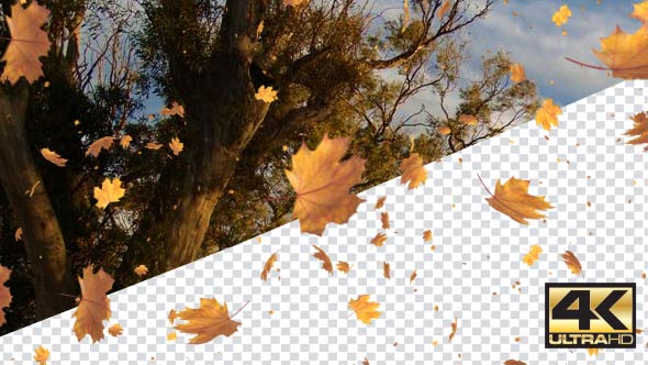 Falling Leaves