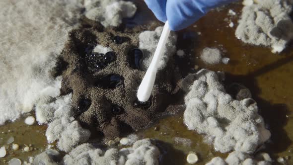 Scientist Takes Samples of Dangerous Toxic Mold