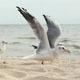 Feeding Seagulls on the Shore of the Black Sea - VideoHive Item for Sale