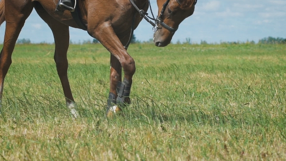 View On The Hooves Of Horse's Legs At a Field