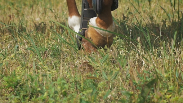 View On The Hooves Of Horse's Legs At a Field. Power