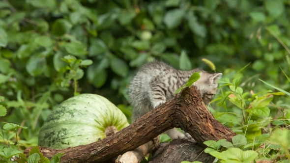 Scottish Fold Young Kitten Seats