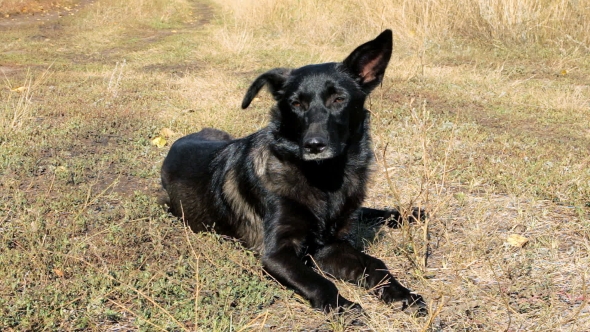 Black Dog On The Dry Grass