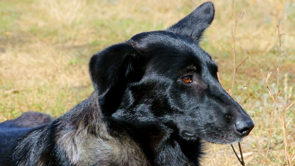 Muzzle Of a Black Dog On The Side