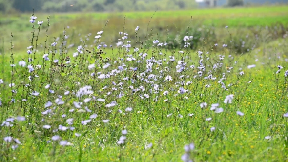 Chicory Growing In Meadow, Russia