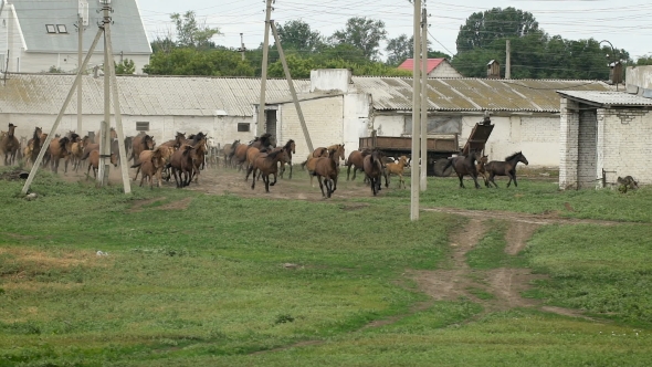 Herd Of Horses Running On The Pasture In Autumn