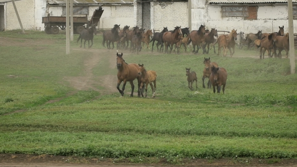 Herd Of Horses Running On The Pasture In Autumn